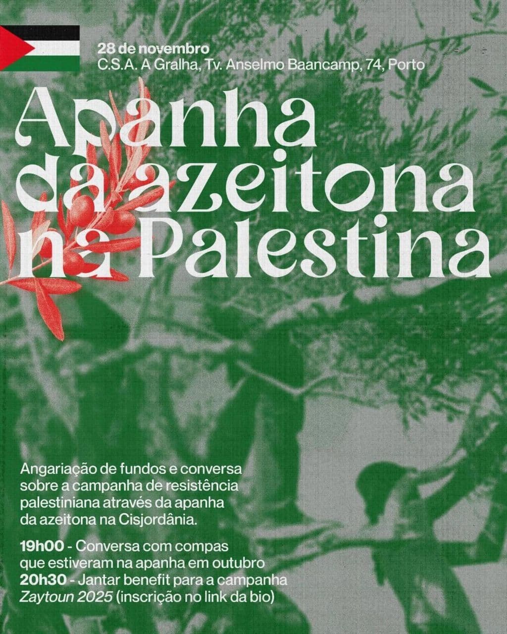 Apanha da azeitona na Palestina